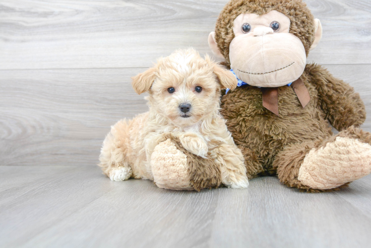 Friendly Maltipoo Baby