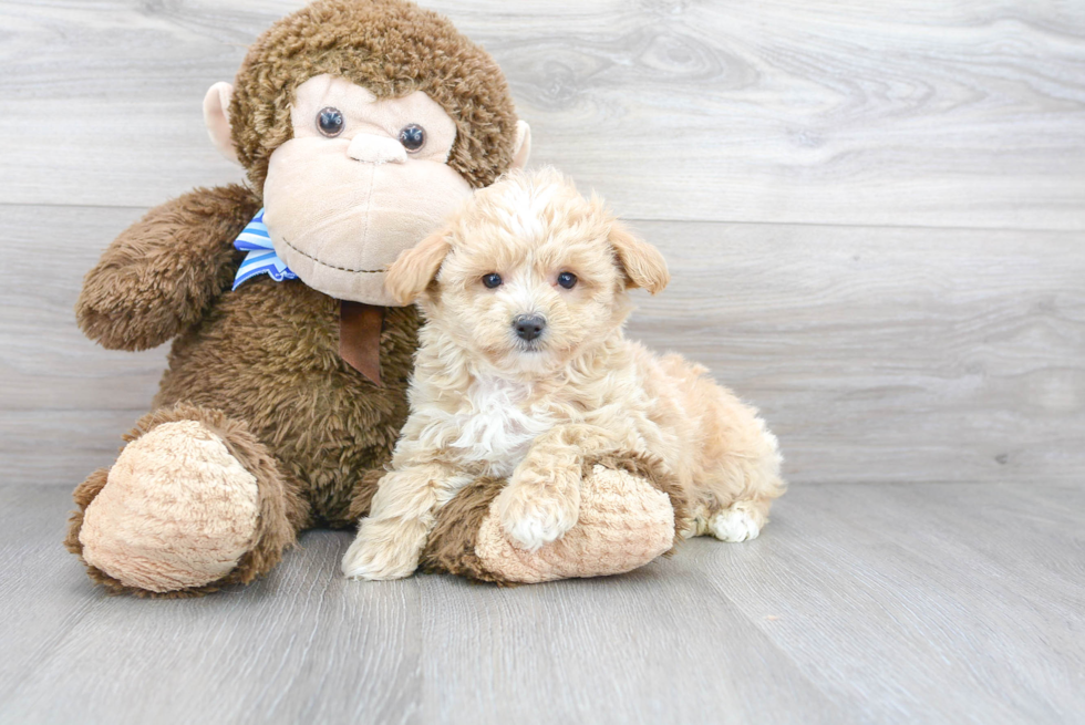 Hypoallergenic Maltese Poodle Poodle Mix Puppy