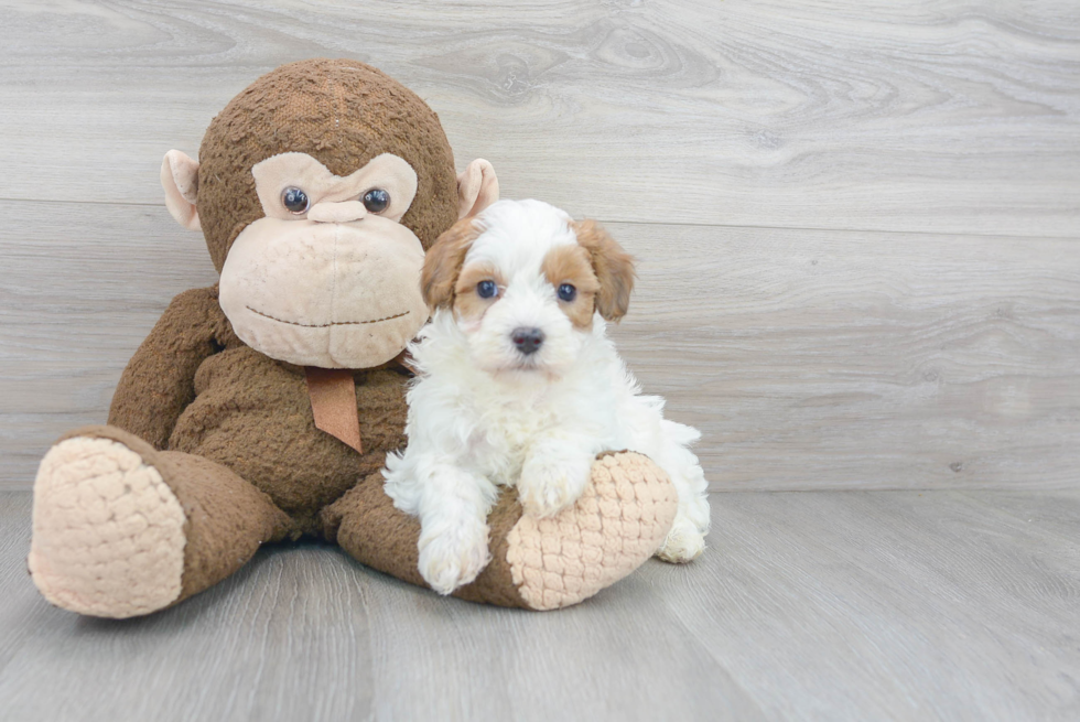 Hypoallergenic Maltepoo Poodle Mix Puppy