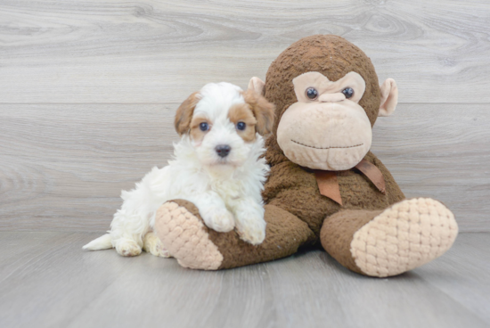 Maltipoo Puppy for Adoption