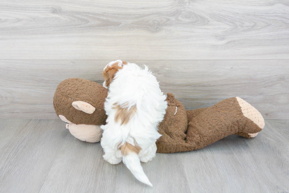 Maltipoo Pup Being Cute