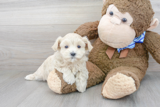 Maltipoo Pup Being Cute