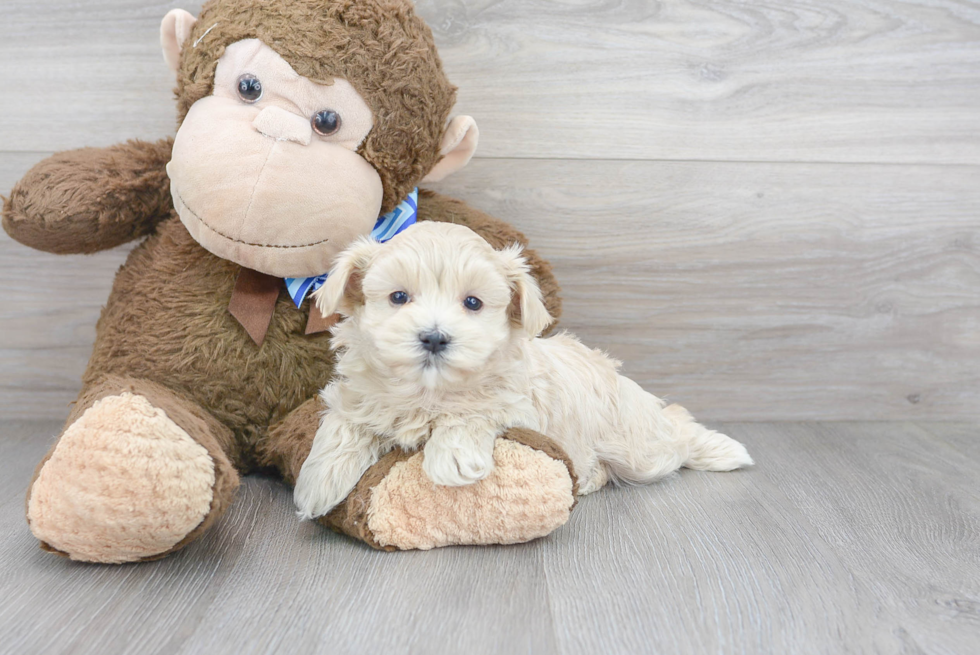 Happy Maltipoo Baby