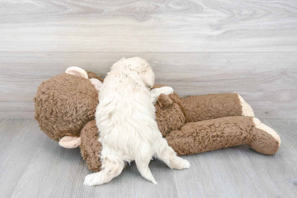 Playful Maltepoo Poodle Mix Puppy