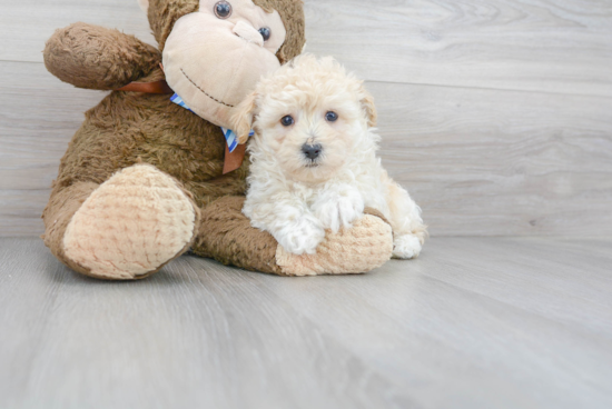 Maltipoo Pup Being Cute