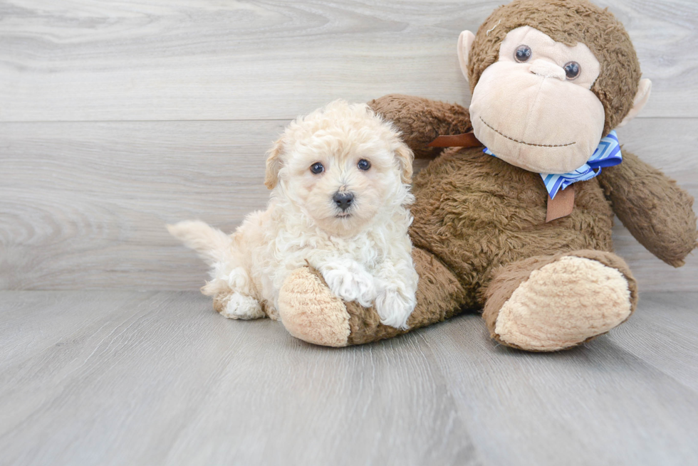 Maltipoo Puppy for Adoption