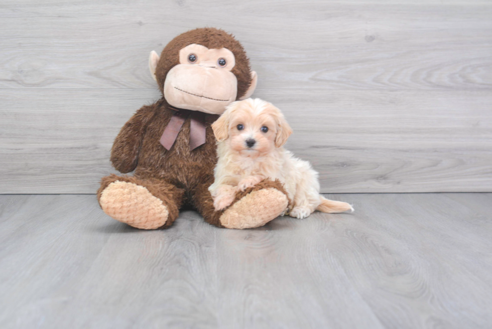 Cute Maltipoo Baby