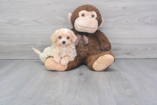 Maltipoo Puppy for Adoption