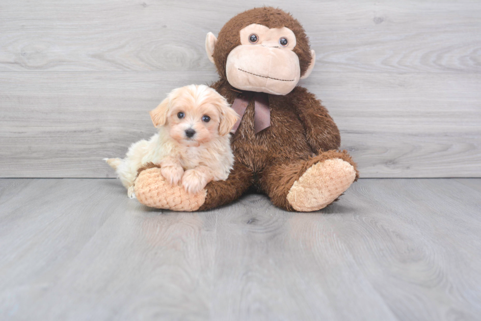 Small Maltipoo Baby