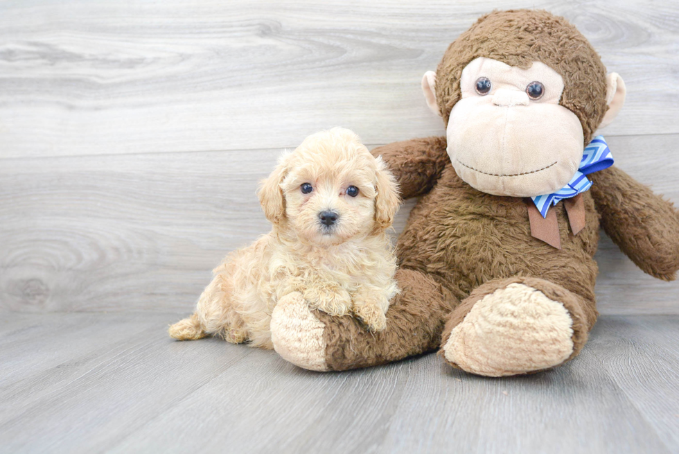 Best Maltipoo Baby