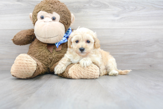 Maltipoo Pup Being Cute