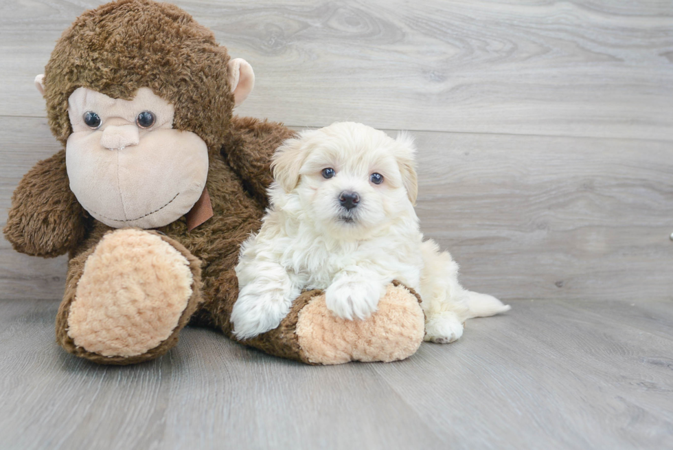 Maltipoo Puppy for Adoption