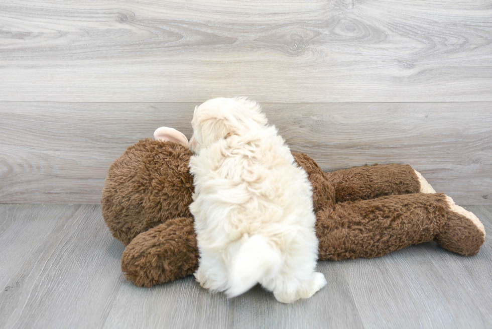 Fluffy Maltipoo Poodle Mix Pup