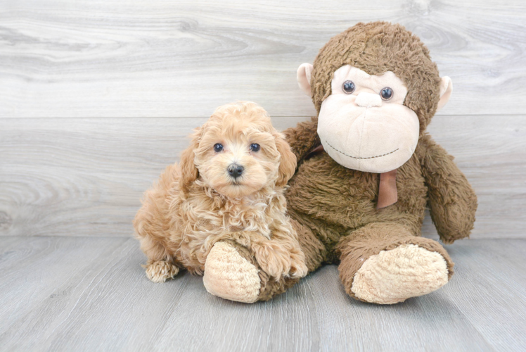 Popular Maltipoo Poodle Mix Pup