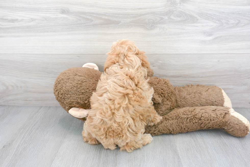 Smart Maltipoo Poodle Mix Pup