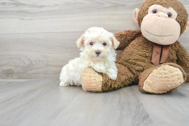 Cute Maltipoo Baby