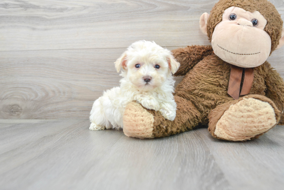 Cute Maltipoo Baby