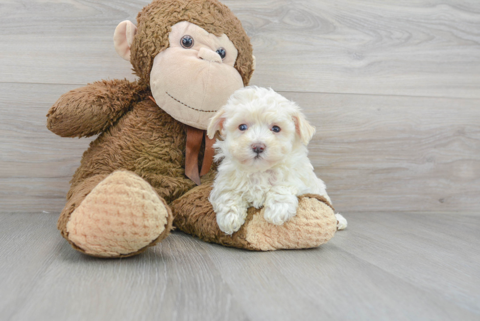Cute Maltipoo Poodle Mix Pup