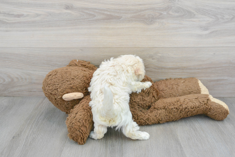 Cute Maltipoo Baby