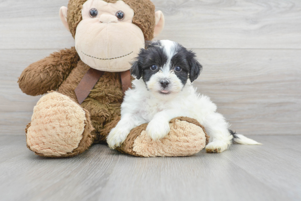 Adorable Maltese Poodle Poodle Mix Puppy