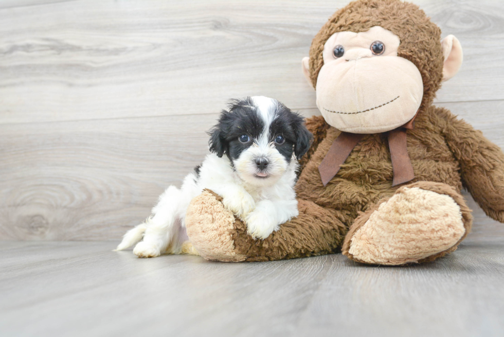 Cute Maltipoo Baby