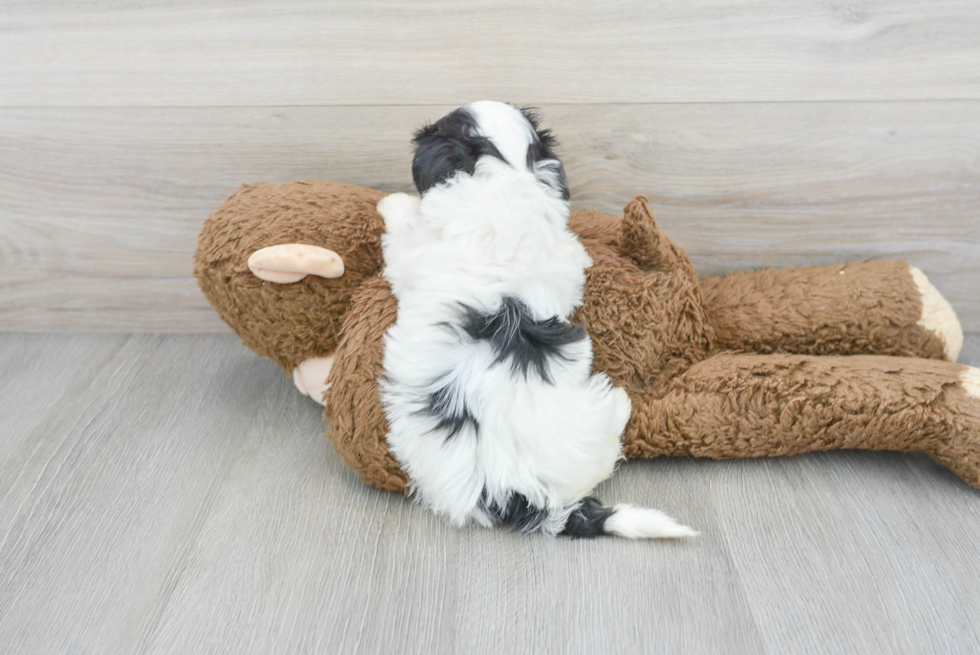 Maltipoo Puppy for Adoption