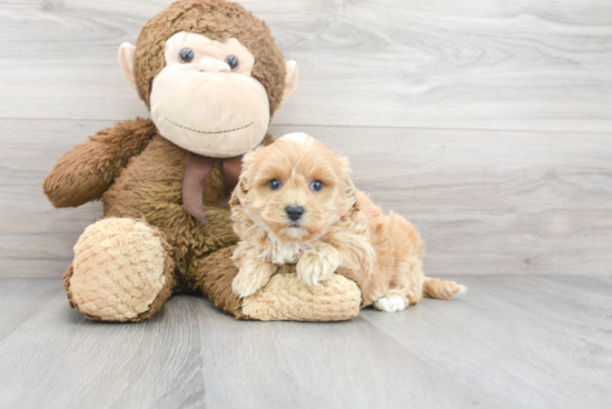 Hypoallergenic Maltepoo Poodle Mix Puppy