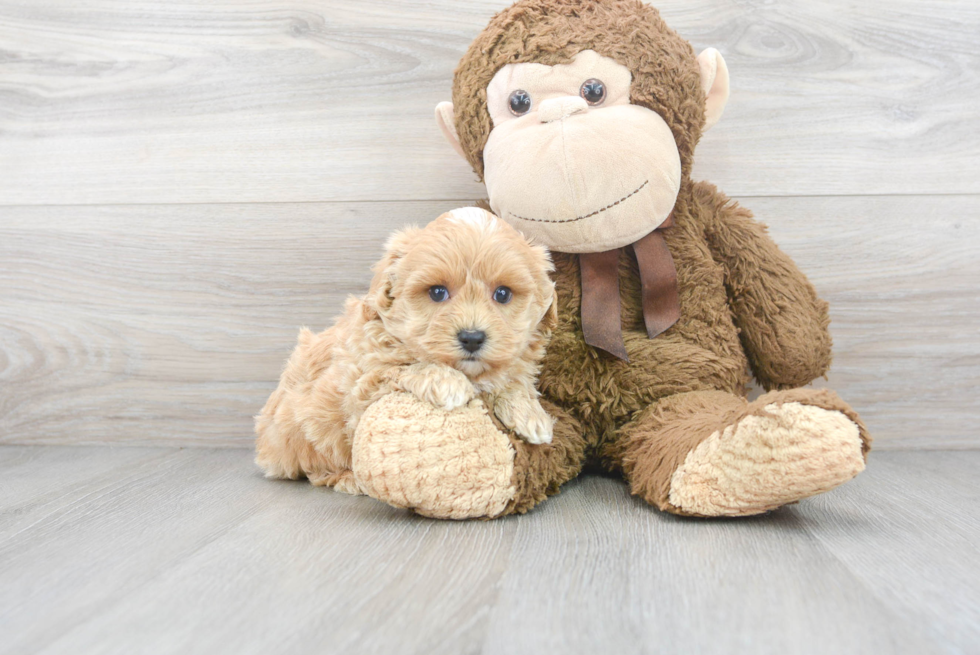 Sweet Maltipoo Baby