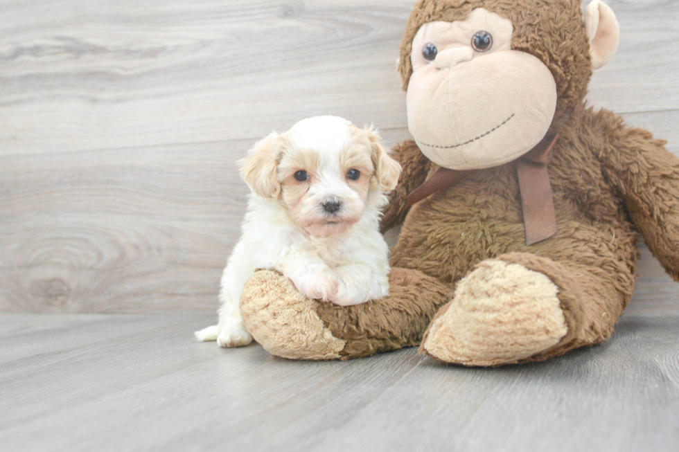 Energetic Maltese Poodle Poodle Mix Puppy