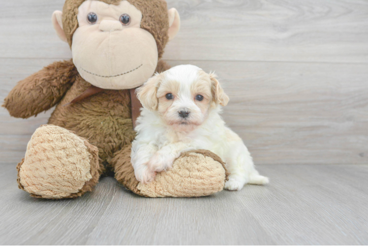 Maltipoo Pup Being Cute