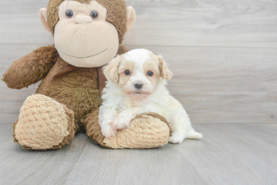 Maltipoo Pup Being Cute