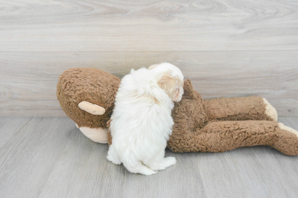 Maltipoo Pup Being Cute