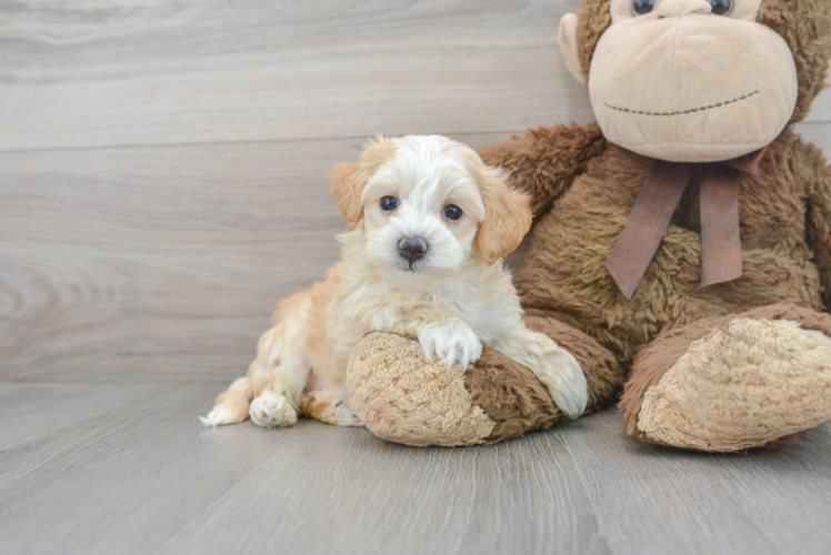 Maltipoo Puppy for Adoption