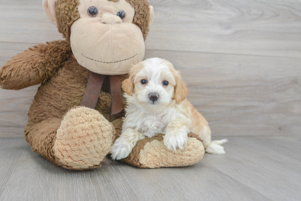 Smart Maltipoo Poodle Mix Pup