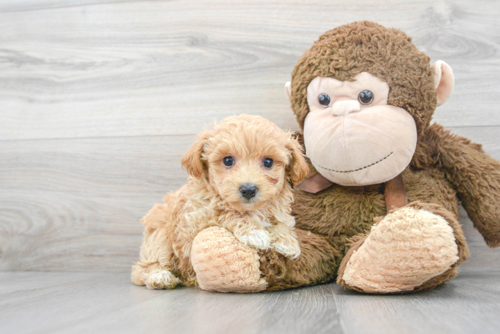 Maltipoo Pup Being Cute