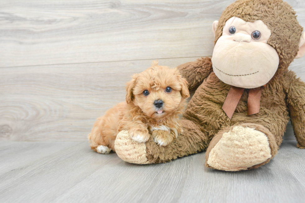 Maltipoo Pup Being Cute