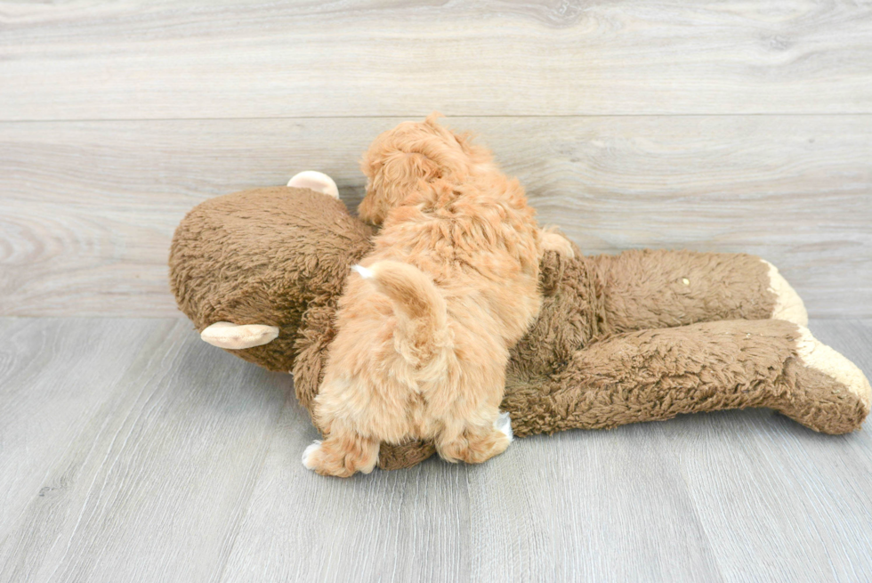 Friendly Maltipoo Baby