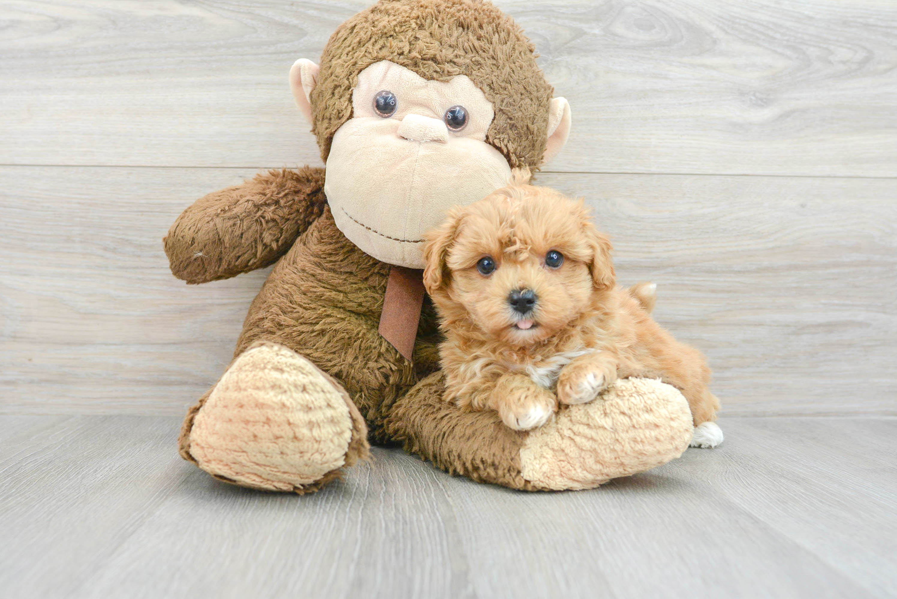 Best Maltipoo Baby