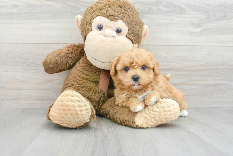 Best Maltipoo Baby