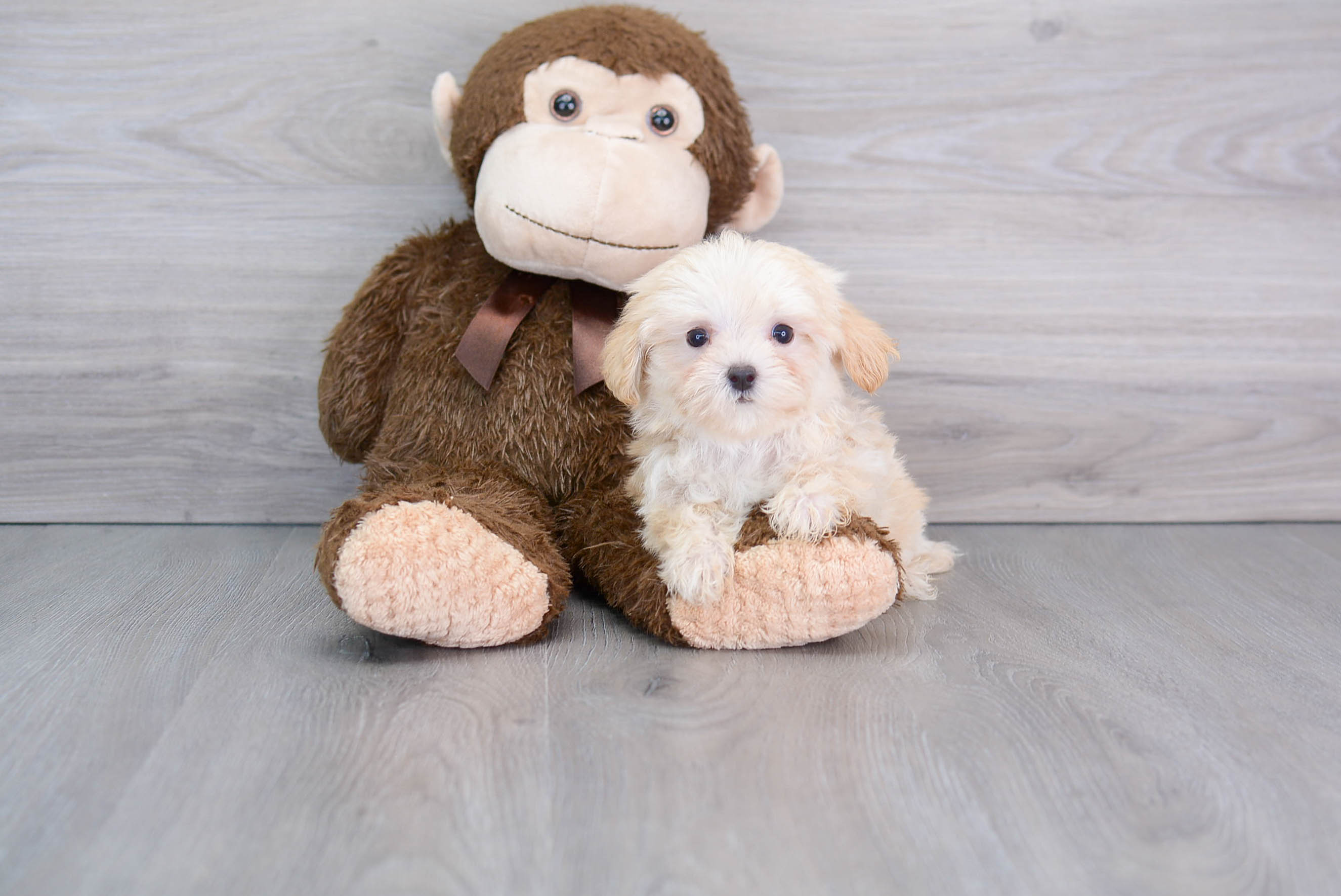 Maltipoo Pup Being Cute