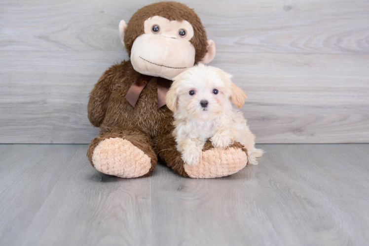 Maltipoo Pup Being Cute