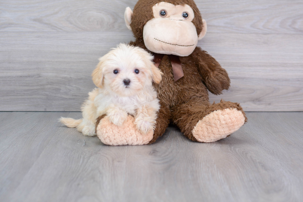 Maltipoo Pup Being Cute