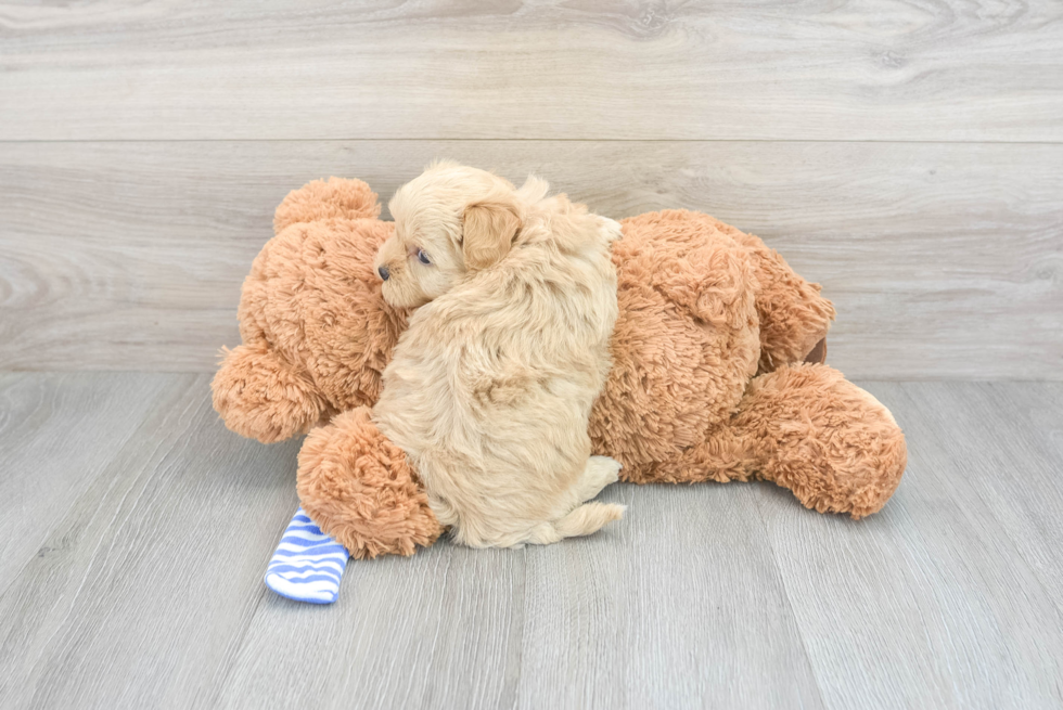 Friendly Maltipoo Baby