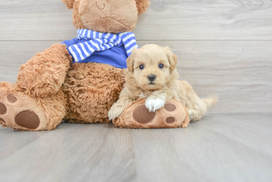 Popular Maltipoo Poodle Mix Pup