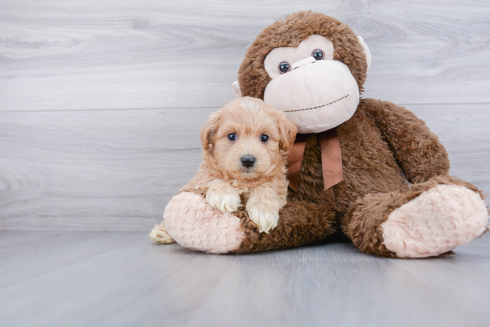 Petite Maltipoo Poodle Mix Pup