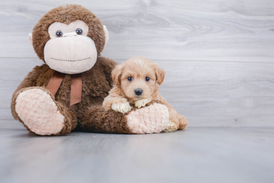 Popular Maltipoo Poodle Mix Pup