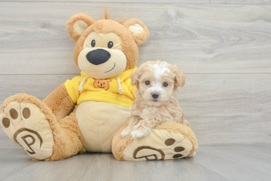 Maltipoo Puppy for Adoption