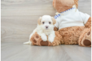 Happy Maltipoo Baby