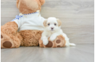 Maltipoo Puppy for Adoption