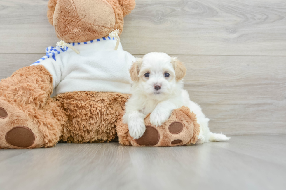 5 week old Maltipoo Puppy For Sale - Premier Pups